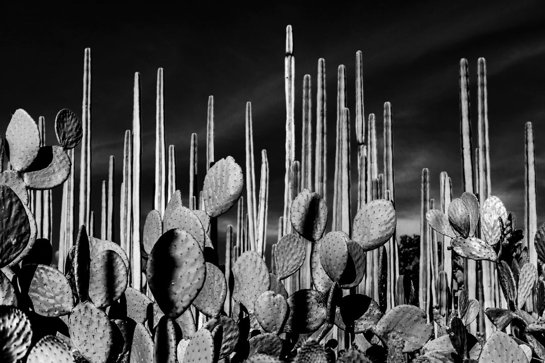 Oaxaca Nueva York